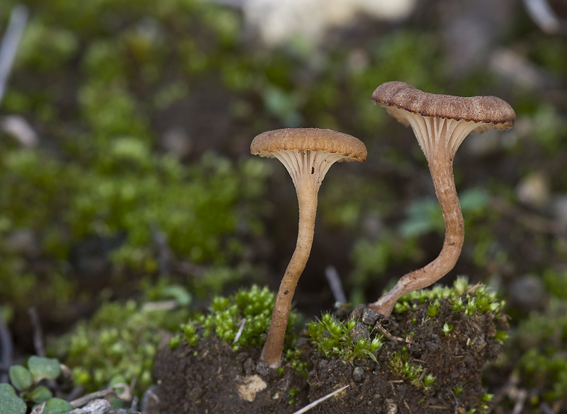 Omphalina pyxidata